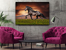 Obraz Divoký kôň zs1278